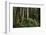 Forest Full of Redwood Trees-DLILLC-Framed Photographic Print