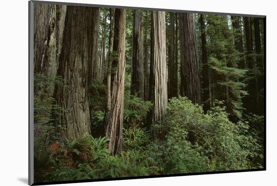 Forest Full of Redwood Trees-DLILLC-Mounted Photographic Print