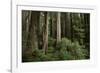 Forest Full of Redwood Trees-DLILLC-Framed Photographic Print