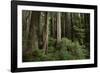 Forest Full of Redwood Trees-DLILLC-Framed Photographic Print