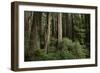 Forest Full of Redwood Trees-DLILLC-Framed Photographic Print