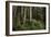 Forest Full of Redwood Trees-DLILLC-Framed Photographic Print