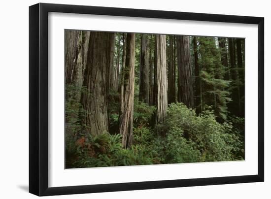 Forest Full of Redwood Trees-DLILLC-Framed Photographic Print