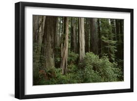 Forest Full of Redwood Trees-DLILLC-Framed Photographic Print