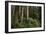 Forest Full of Redwood Trees-DLILLC-Framed Photographic Print