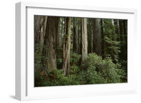 Forest Full of Redwood Trees-DLILLC-Framed Photographic Print