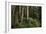 Forest Full of Redwood Trees-DLILLC-Framed Photographic Print