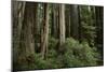 Forest Full of Redwood Trees-DLILLC-Mounted Photographic Print