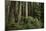 Forest Full of Redwood Trees-DLILLC-Mounted Photographic Print