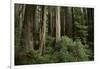 Forest Full of Redwood Trees-DLILLC-Framed Photographic Print