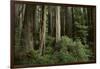 Forest Full of Redwood Trees-DLILLC-Framed Photographic Print