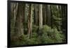 Forest Full of Redwood Trees-DLILLC-Framed Photographic Print