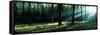 Forest Germany-null-Framed Stretched Canvas