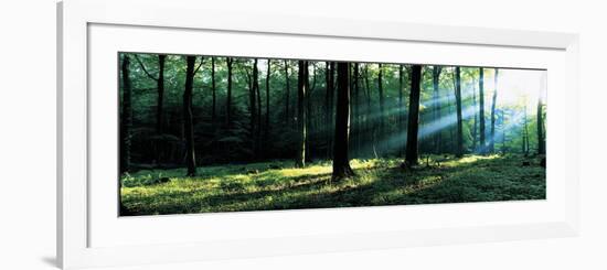 Forest Germany-null-Framed Photographic Print