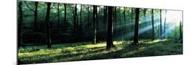 Forest Germany-null-Mounted Photographic Print