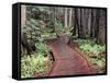 Forest, Glacier National Park, Montana-null-Framed Stretched Canvas