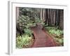 Forest, Glacier National Park, Montana-null-Framed Photographic Print