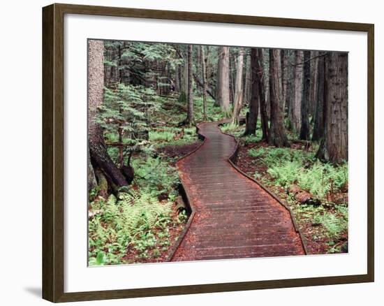 Forest, Glacier National Park, Montana-null-Framed Photographic Print