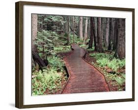 Forest, Glacier National Park, Montana-null-Framed Photographic Print