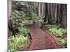 Forest, Glacier National Park, Montana-null-Mounted Photographic Print