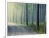 Forest Glade-Andreas Stridsberg-Framed Giclee Print