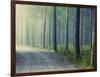 Forest Glade-Andreas Stridsberg-Framed Giclee Print