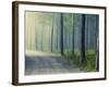 Forest Glade-Andreas Stridsberg-Framed Giclee Print