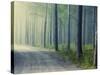 Forest Glade-Andreas Stridsberg-Stretched Canvas