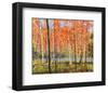 Forest Glow-Jean Cauthen-Framed Giclee Print