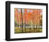 Forest Glow-Jean Cauthen-Framed Art Print