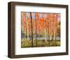 Forest Glow-Jean Cauthen-Framed Art Print