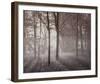 Forest Glow-Steve Docwra-Framed Giclee Print