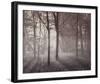 Forest Glow-Steve Docwra-Framed Giclee Print