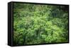 Forest Green Trees Background-Sorapop-Framed Stretched Canvas