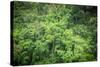 Forest Green Trees Background-Sorapop-Stretched Canvas