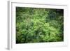 Forest Green Trees Background-Sorapop-Framed Photographic Print