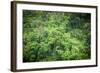 Forest Green Trees Background-Sorapop-Framed Photographic Print