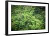 Forest Green Trees Background-Sorapop-Framed Photographic Print