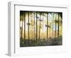 Forest Harmony-Herb Dickinson-Framed Photographic Print