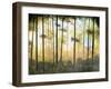 Forest Harmony-Herb Dickinson-Framed Premium Photographic Print