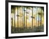 Forest Harmony-Herb Dickinson-Framed Photographic Print