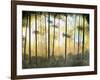 Forest Harmony-Herb Dickinson-Framed Premium Photographic Print