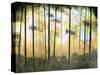 Forest Harmony-Herb Dickinson-Stretched Canvas