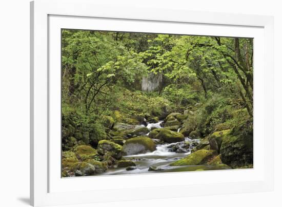 Forest Haven-Staffan Widstrand-Framed Giclee Print