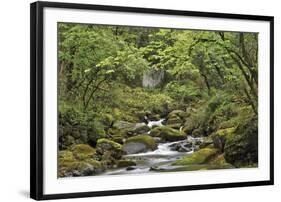 Forest Haven-Staffan Widstrand-Framed Giclee Print