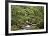 Forest Haven-Staffan Widstrand-Framed Giclee Print