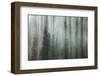 Forest II-Kathy Mahan-Framed Premium Photographic Print