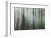 Forest II-Kathy Mahan-Framed Premium Photographic Print