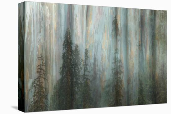 Forest II-Kathy Mahan-Stretched Canvas