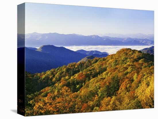 Forest in Autumn Color from Shot Beech Ridge, Great Smoky Mountains National Park, North Carolina-Dennis Flaherty-Stretched Canvas